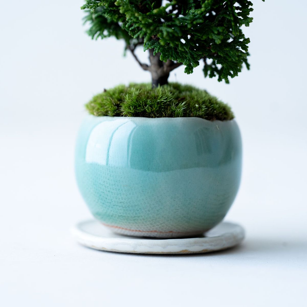 津山ヒノキ|氷青のうつわ【受け皿セット】